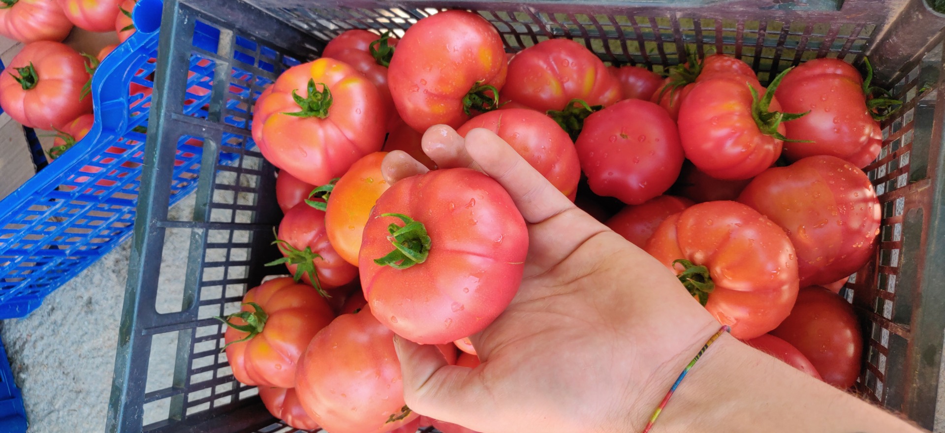 Pomidory / jakość - jakość I - jakość zielonej fasoli I Uprawiany organicznie, młody producent inwestujący czas i przyjemność w to, co oferuje! Dziękuję Ci !