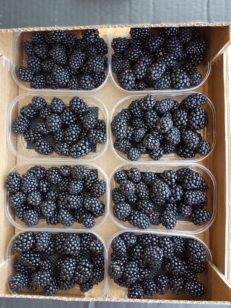 1 kg patelni 125 g koszy