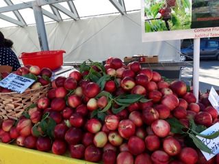 Prywatny producent sprzedający cudowną nektarynę, wyjątkowy aromat (jakby można