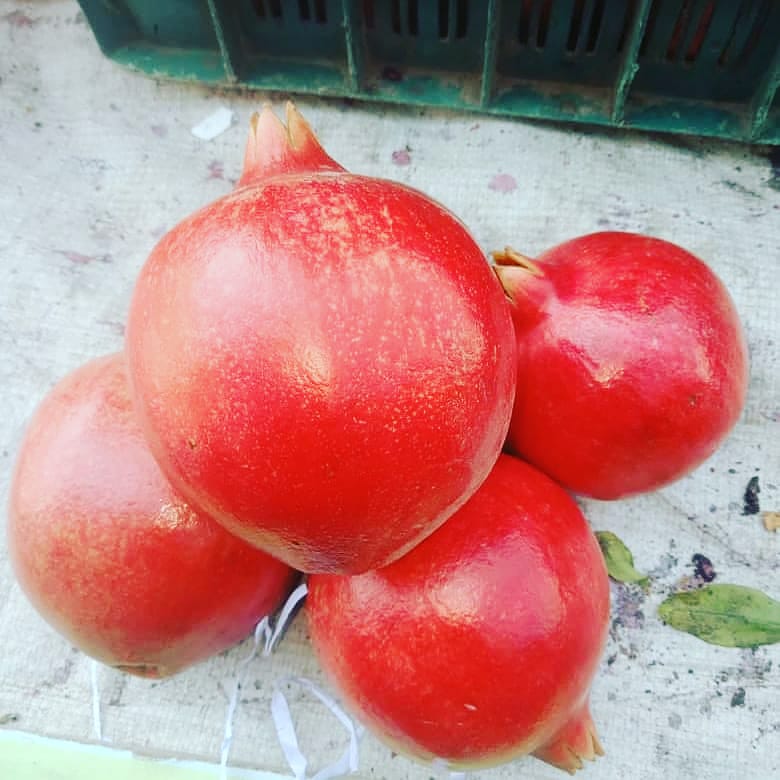Jesteśmy dostawcą świeżych granatów z Indii Mumbai