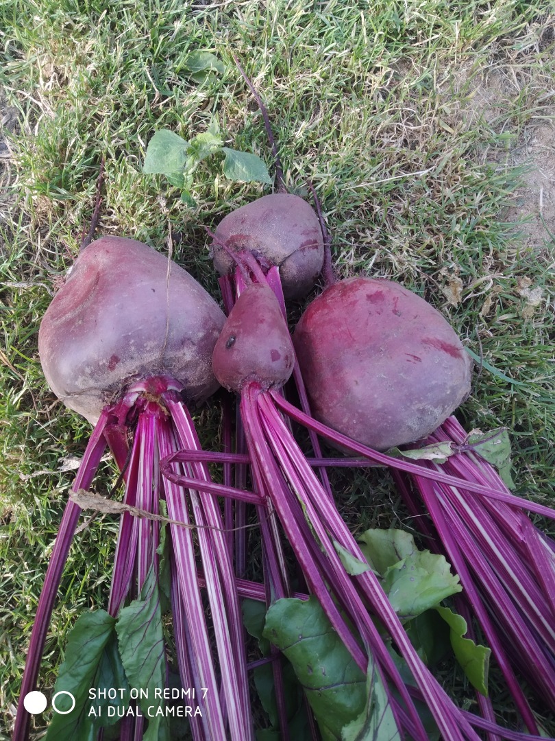 Sprzedam buraczek czerwony, tegoroczny wodan, cena, sposób pakowania do uzgodnienia, ilość około 15 ton, atrakcyjna cena