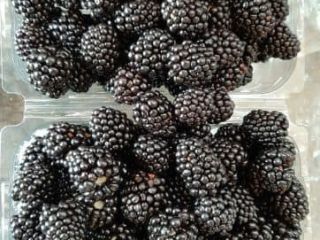 Hodowla jeżyn bezpośrednio od producenta