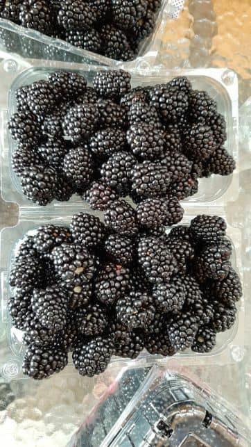Hodowla jeżyn bezpośrednio od producenta