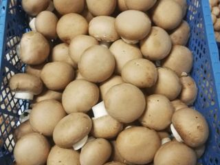 Sprzedam pieczarke brązową 1klase,do odbioru już.Pieczarki pakowane w skrzynkach