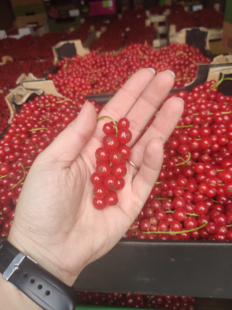 Sprzedam Porzeczkę Czerwoną Deserową, Witam, Posiadam na sprzedaż porzeczkę czerwoną z plantacji oko 30 ar