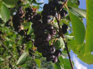Aronia ekologiczna, świeże owoce