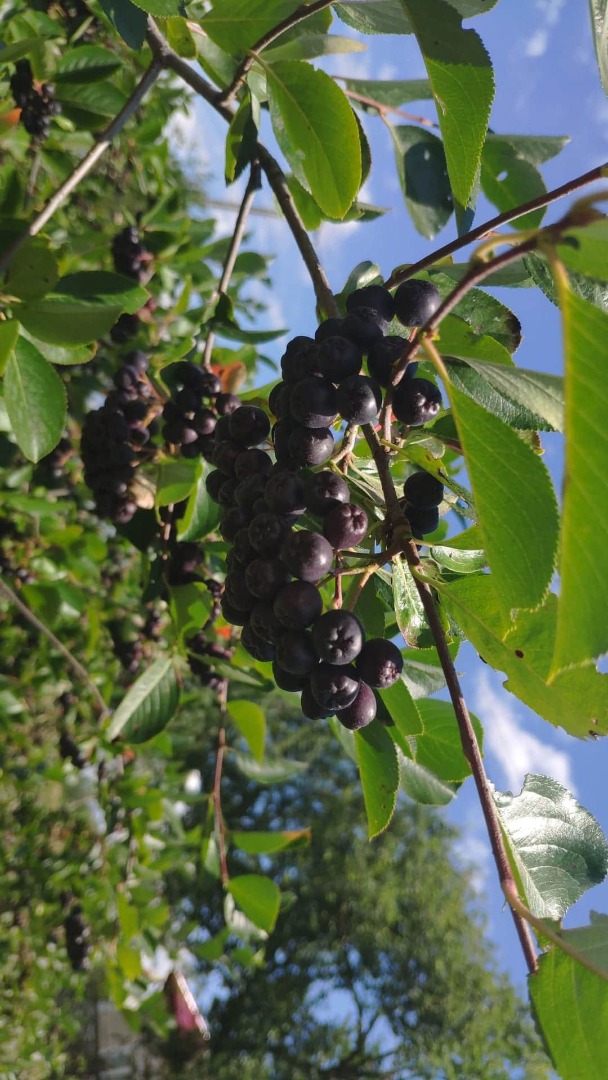Aronia ekologiczna, świeże owoce