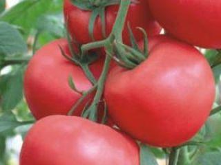 Witamy wszystkich zainteresowanych zdrową żywnością. Od lat jesteśmy producentami