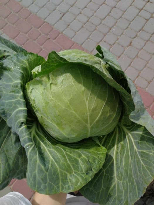 Kapusta - Cięta Świeżo na zamówienie Cena 1 zł za sztukę