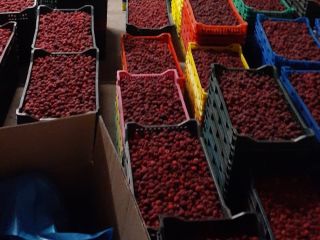 Sprzedam maliny mrożone ilości 10 ton. Towar przechowywany jest