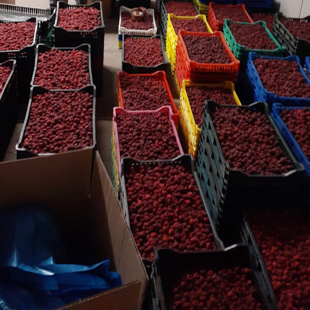 Sprzedam maliny mrożone ilości 10 ton