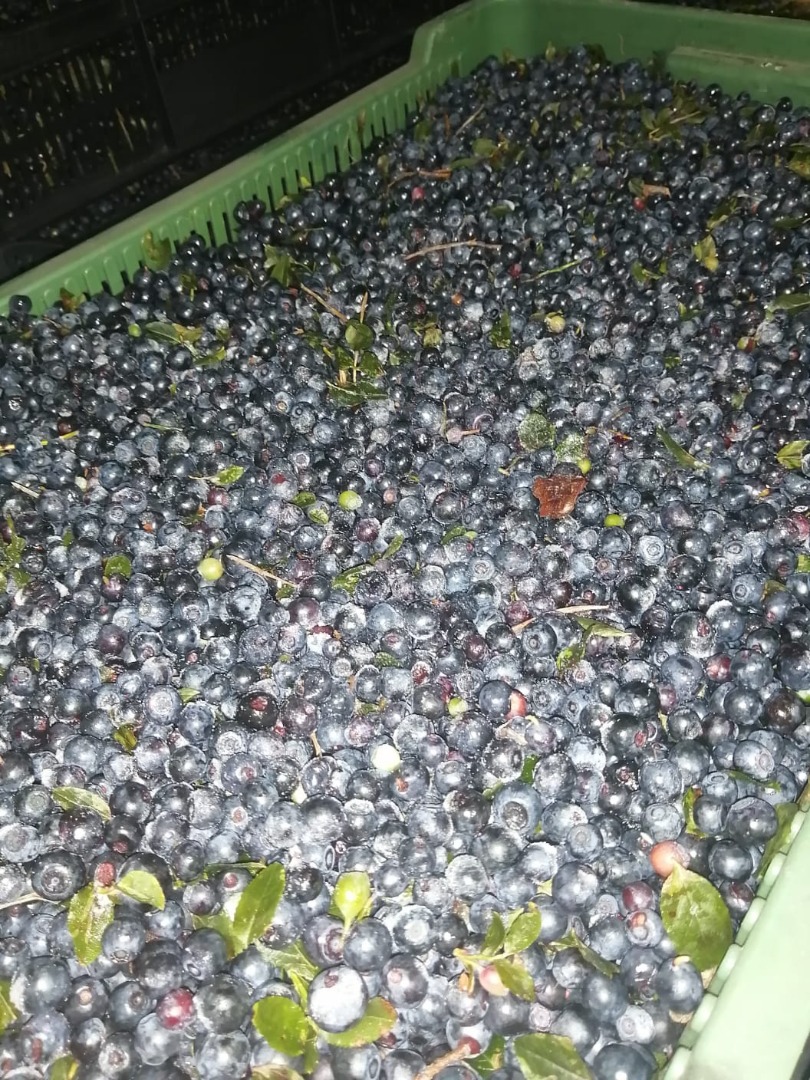 Sprzedam czarne, leśne jagody z Białorusi, zamrożone, nieoczyszczone
