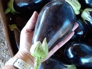 Sprzedam Bakłażan i Paprykę własnej produkcji Mam 600 ton