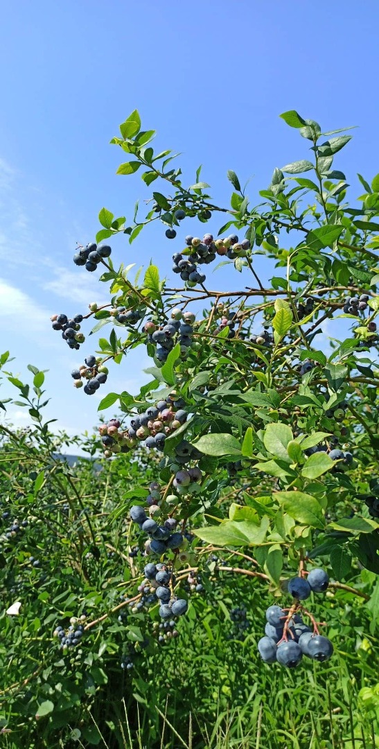 Sprzedam borówkę amerykańską, odmiana Bluecrop