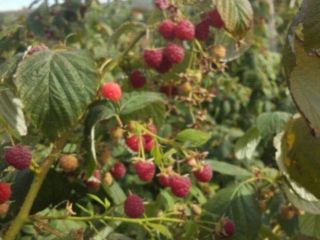 Sprzedaję maliny, 15 lei / kg i jeżyny po