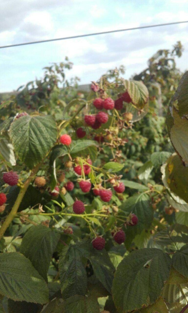 Sprzedaję maliny, 15 lei / kg i jeżyny po 10 lei za kg