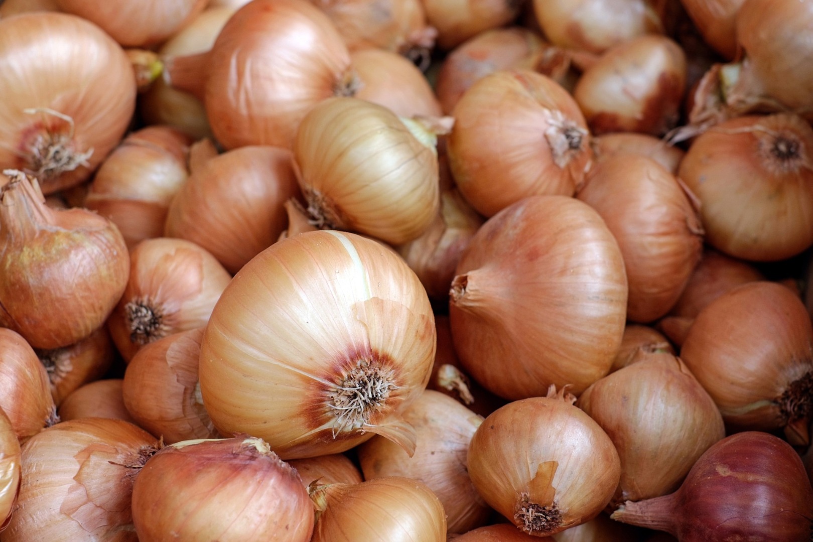 we offer onions Origin: Denmark please contact directly, ,call: email: wechat:omarkjerry0