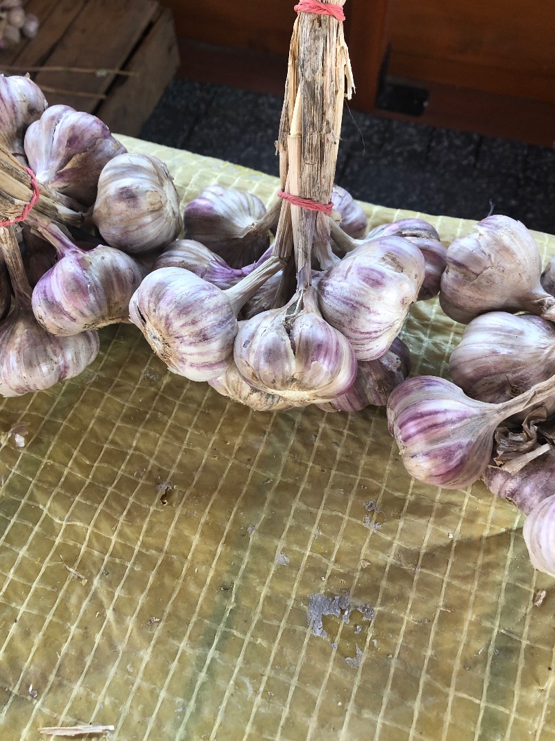 Sprzedam czosnek odmiana Harnaś rozmiar 4-5-6 cm cena do uzgodnienia 500 kg