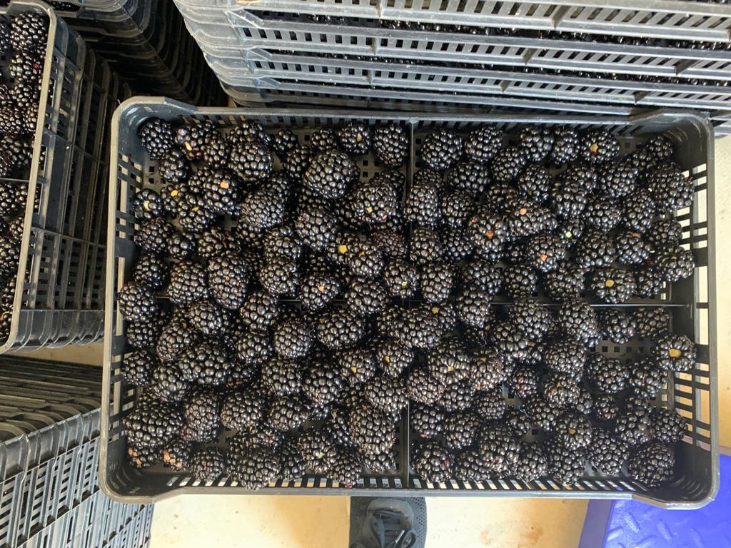 Jeżyny pochodzą z upraw w 3 roku przechodzenia na rolnictwo ekologiczne