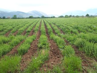 Mam do sprzedania ekologiczne oregano produkowane w Grecji, wysokiej