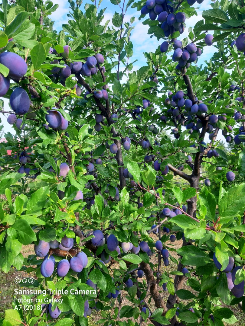 Odmiany Prune Stanley i Anaspath