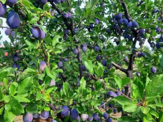 Odmiany Prune Stanley i Anaspath