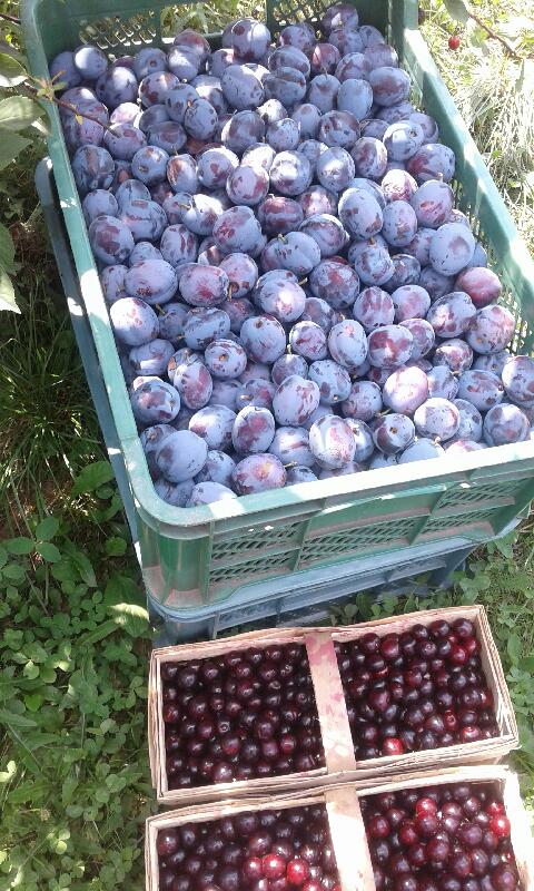 ŚLIWKI SPRZEDAM bezpośrednio z sadu od producenta, ładne z nalotem, rwane ręcznie na zamówienie Klienta, serdecznie zapraszam