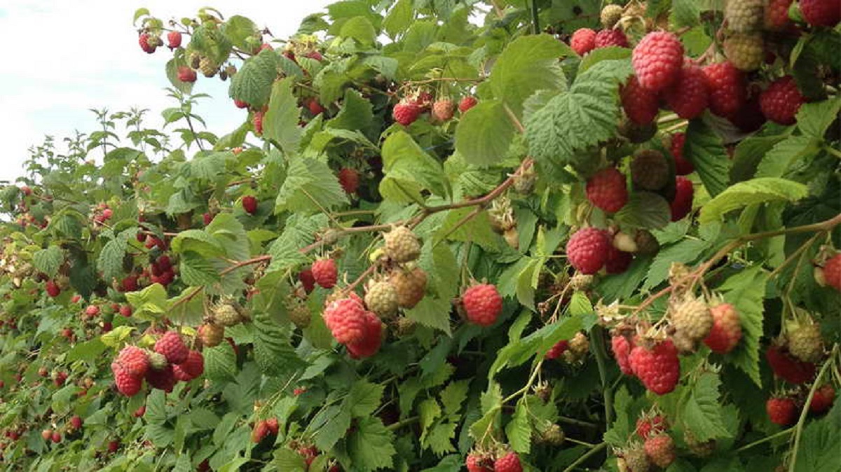 Maliny ekologiczne