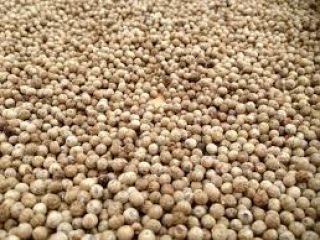 Biały pieprz z Penja, Kamerun