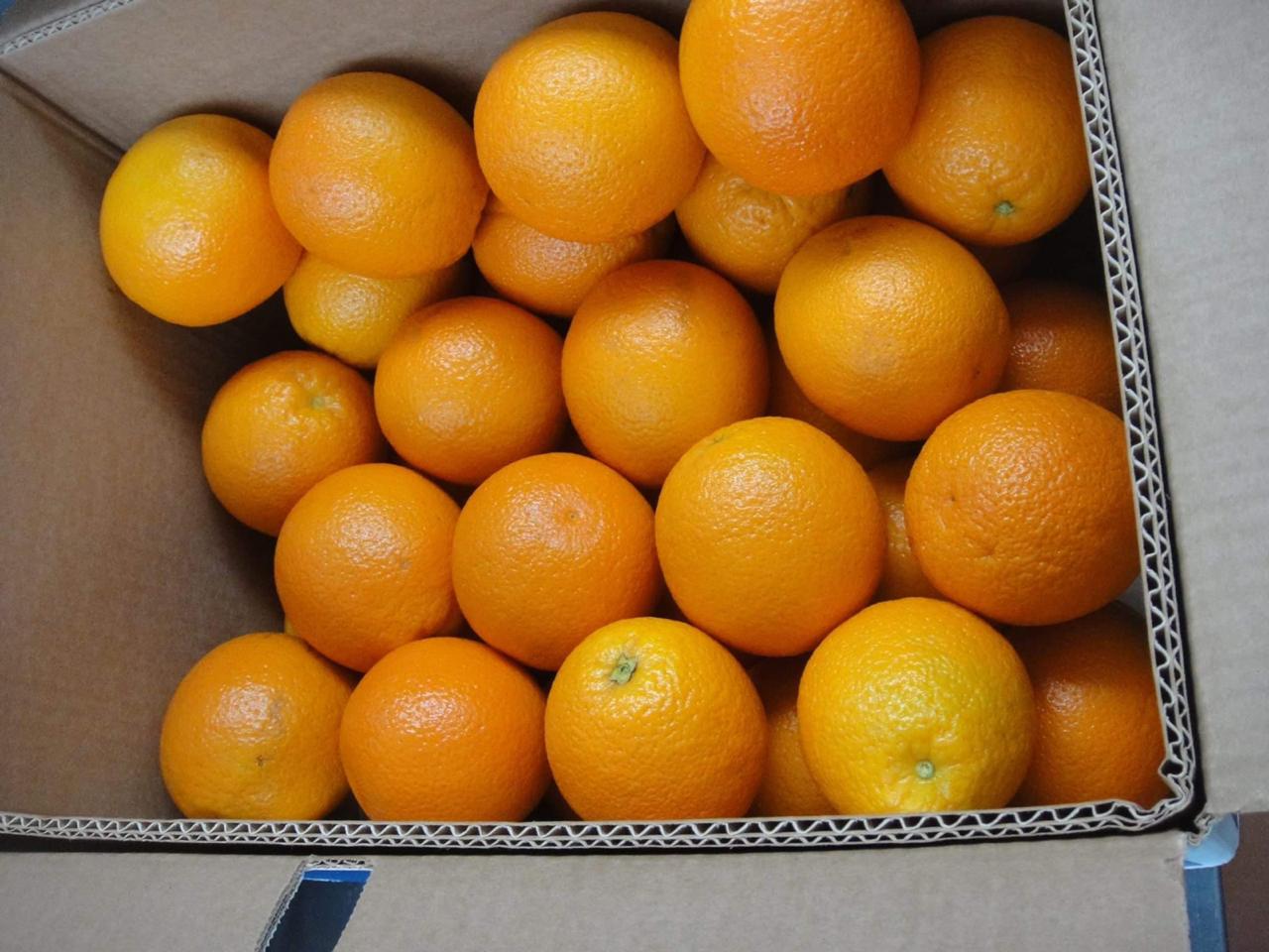 Oferujemy na eksport cytrusy takie jak pomarańcze, klementynki, grejpfruty, cytryny i limonki
