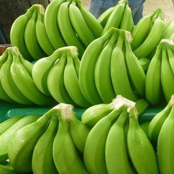 Typ produktu: Świeży zielony kawendyjski banan Oryginalne miejsce: Kamerun, Afryka Zachodnia Kolor: Zielony Rozmiar: 15-22 cm Standard: Viet GAP, Global GAP