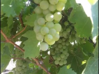 Sprzedaję świeże winogrona własnej produkcji żywe recas - białe