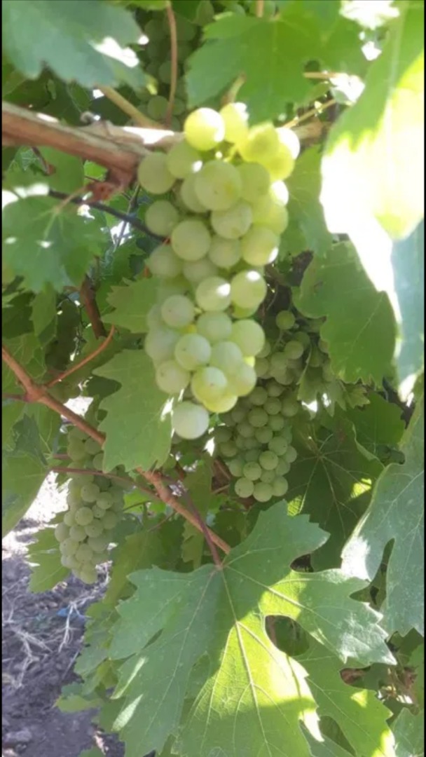 Sprzedaję świeże winogrona własnej produkcji żywe recas - białe i różowe, szlachetne i aromatyczne odmiany