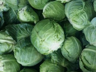 We have fresh harvest of red ,white,italian,brussel sprouts,pickled cabbage
