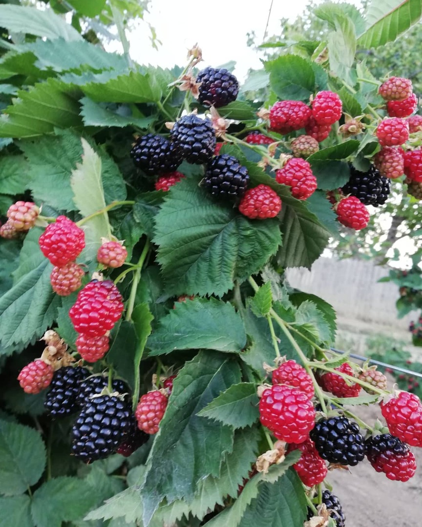 Tygodniowo przez 3/4 tygodnie możemy zaoferować około 500/600 kg jeżyn
