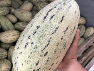 Sprzedam melony z Uzbekistanu. Minimalna wielkość zamówienia 19 ton.