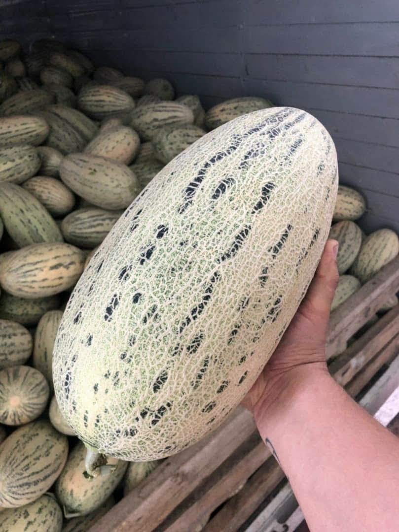 Sprzedam melony z Uzbekistanu