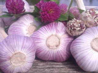 Serwuje suszony czosnek 3,50 € / kg