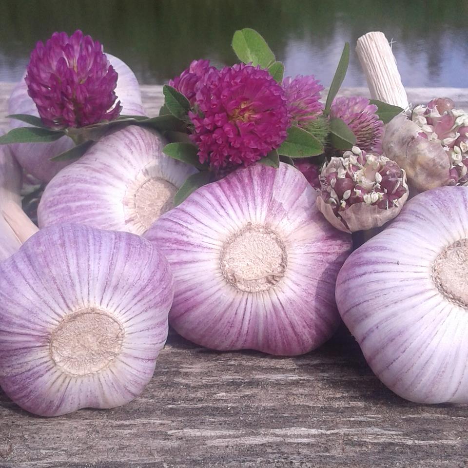 Serwuje suszony czosnek 3,50 € / kg