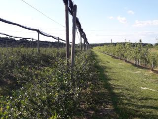Witam, uprawiamy ekologiczną aronię zbieraną ręcznie. Cena zależy od