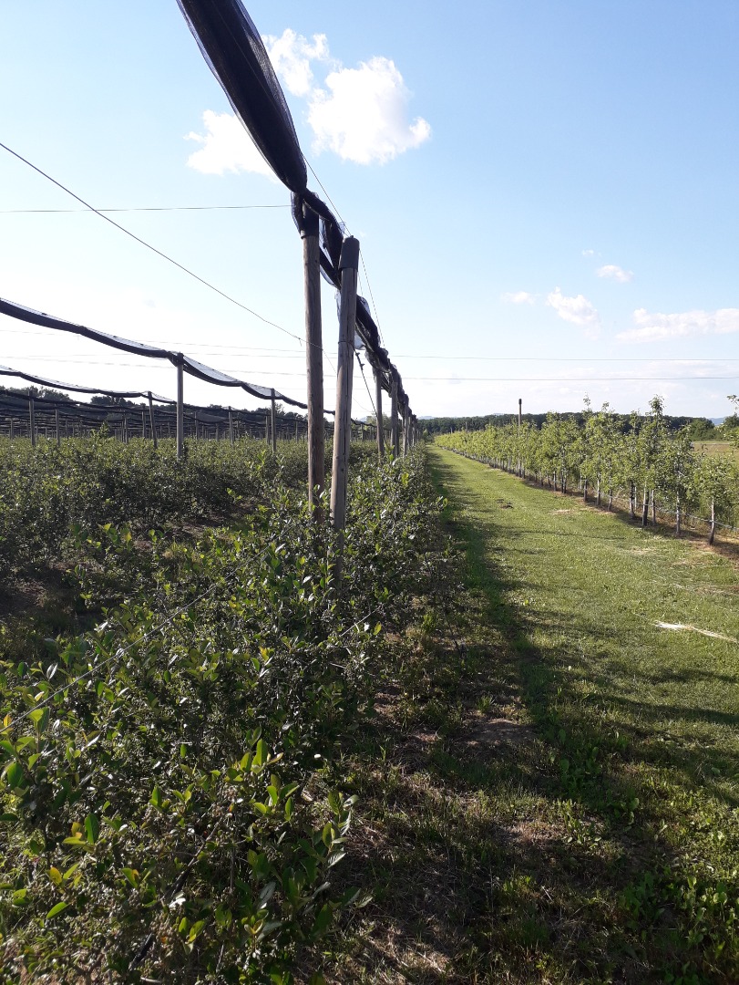 Witam, uprawiamy ekologiczną aronię zbieraną ręcznie