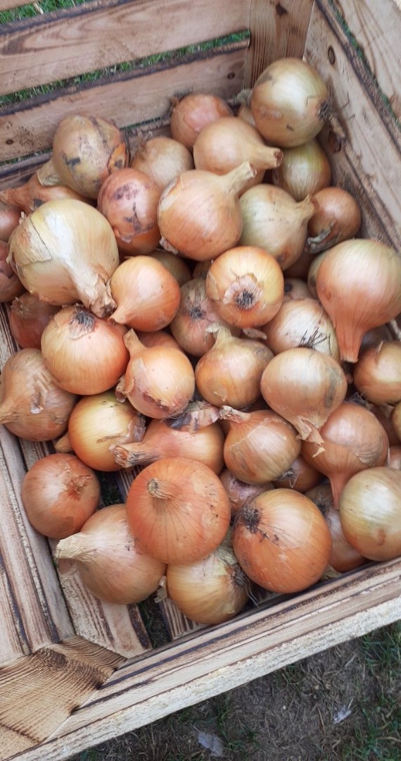 Sprzedam cebule odmiana Sturon ,pięknie zasuszona,duży kaliber..