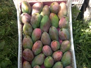 Sprzedam mango zbierane ręcznie na zamówienie,bardzo smaczne,kraj pochodzenia Egipt,kontener