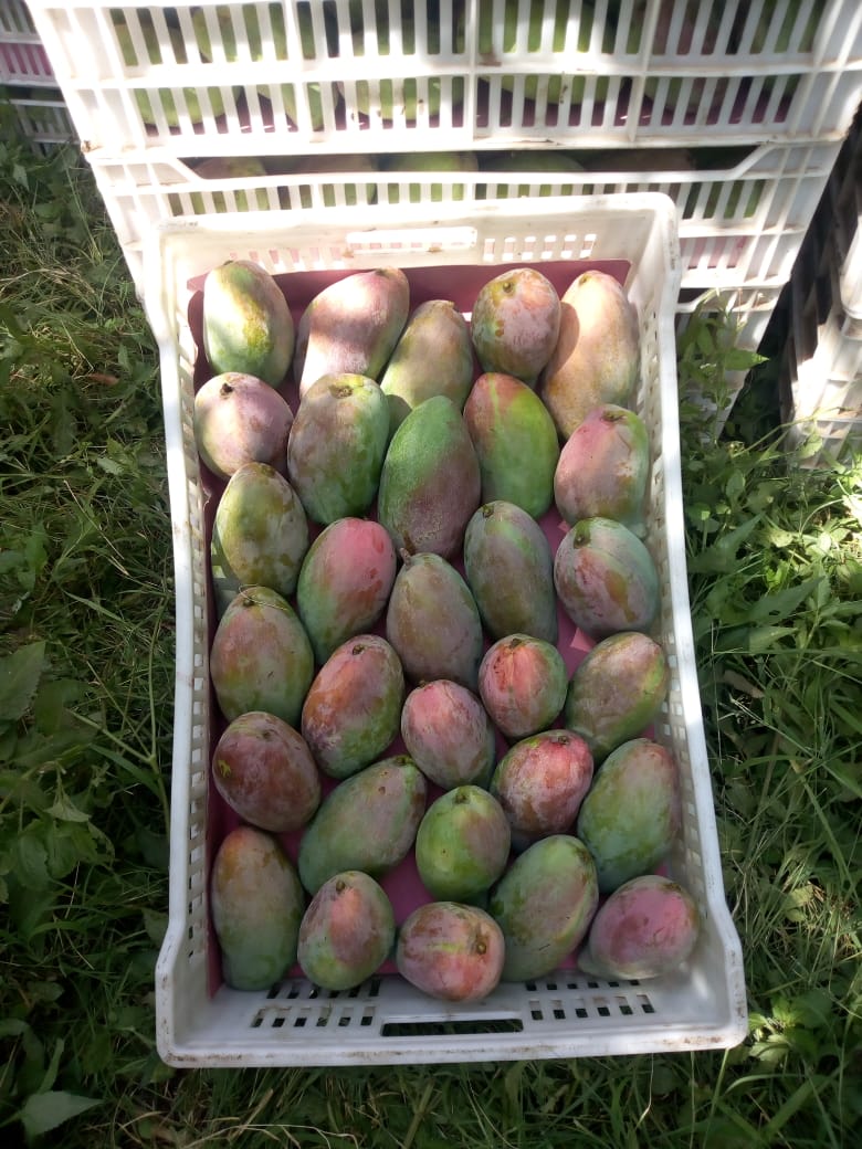 Sprzedam mango zbierane ręcznie na zamówienie,bardzo smaczne,kraj pochodzenia Egipt,kontener do odbioru w Gdańsk
