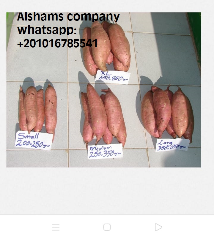 ALshams company for general import &export