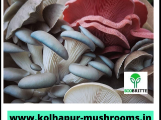 Boczniaki, potoczna nazwa gatunku Pleurotus ostreatus, to jeden z