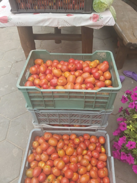 Pomidor gruntowy codziennie zrywany ok 200 kg dziennie