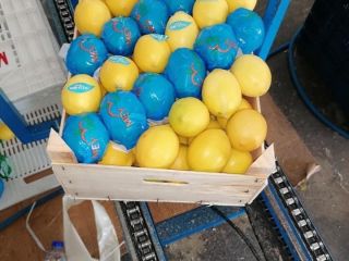 Cytryna 1 klasa, kal. 1/2/3 cena 0,80€/kg odbiór Turcja