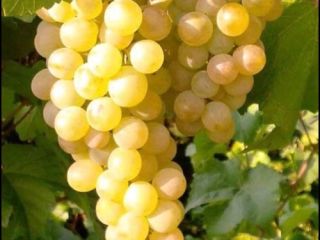 Sprzedaję winogrona stołowe i szlachetne odmiany win Sauvignon Blanc,