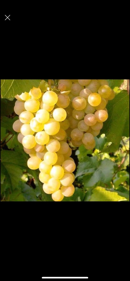 Sprzedaję winogrona stołowe i szlachetne odmiany win Sauvignon Blanc, Fetească Regală, Fetească Albă, Fetească Neagră Merlot